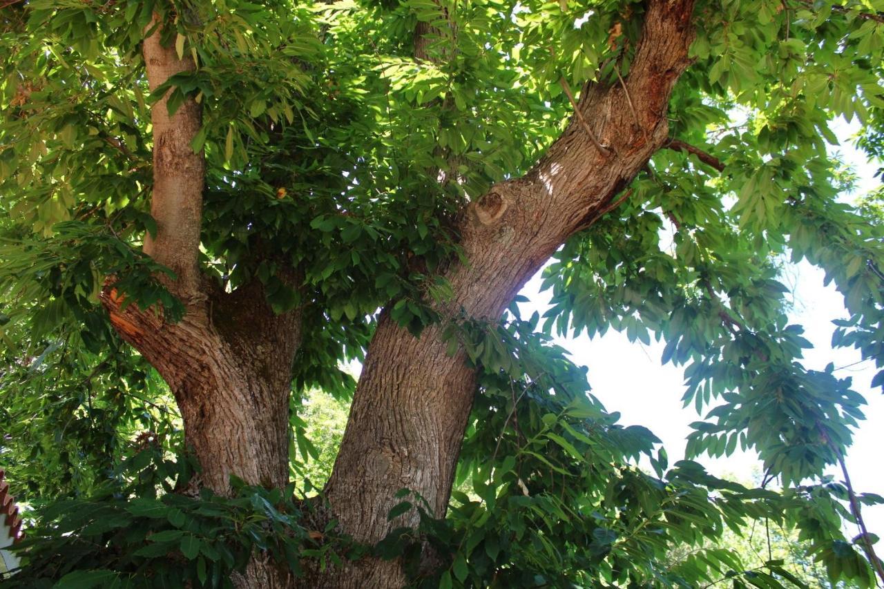 La Casetta Nel Bosco Per Turisti 카스텔부오노 외부 사진