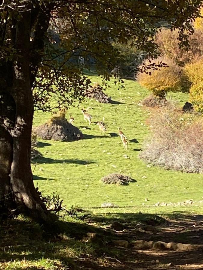 La Casetta Nel Bosco Per Turisti 카스텔부오노 외부 사진